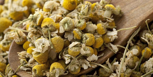 Chamomile 800 Ml